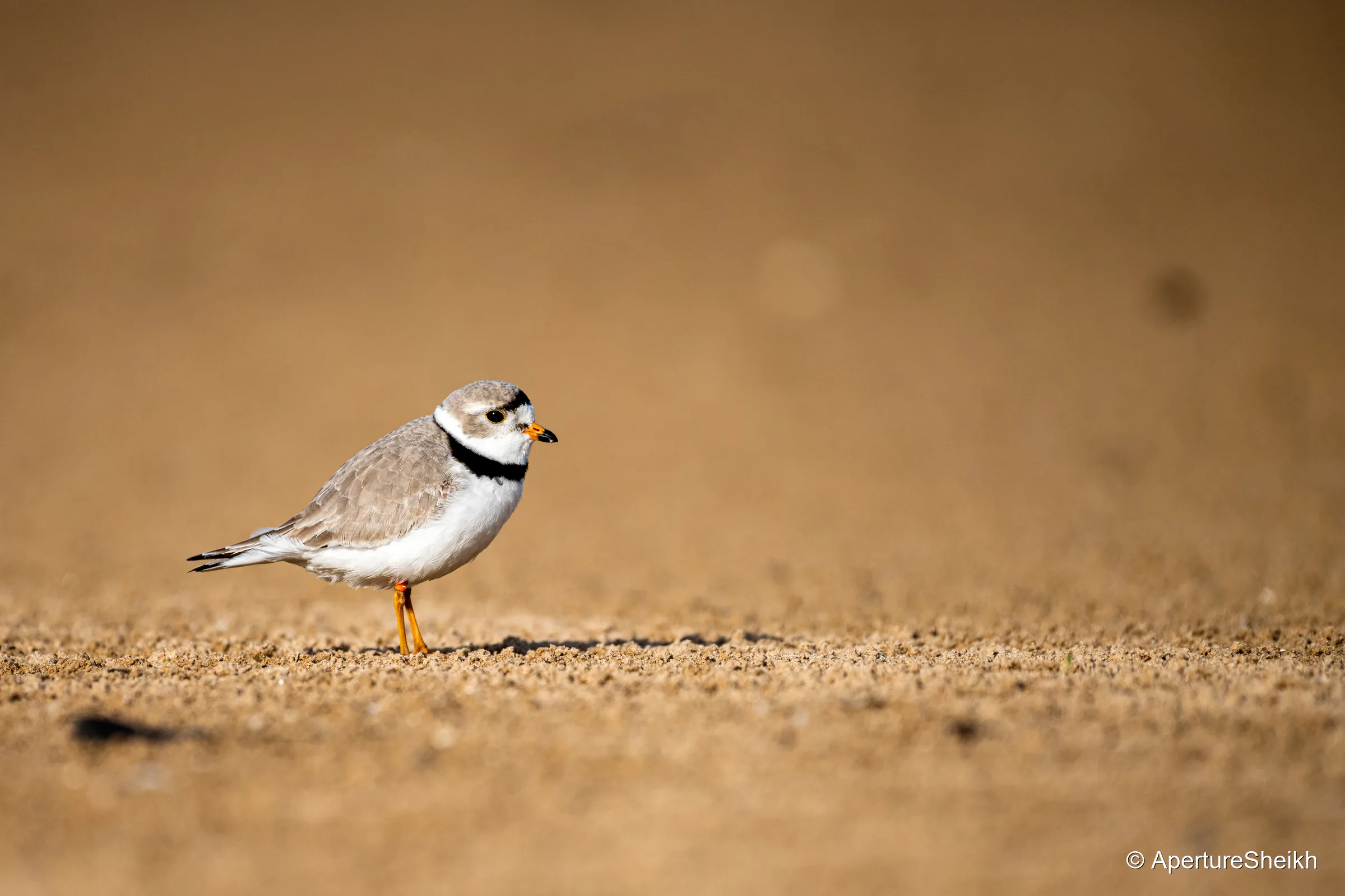 Piping Plover at Montrose